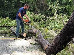 How Our Tree Care Process Works  in  Leon Valley, TX