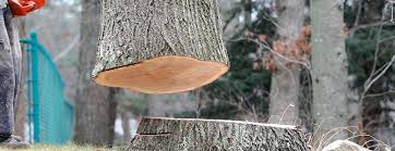 Best Arborist Consultation Services  in Leon Valley, TX