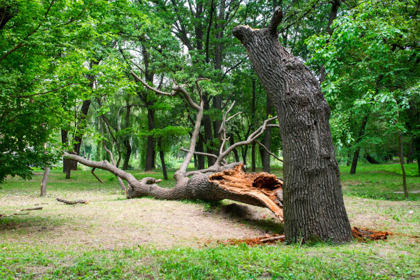 How Our Tree Care Process Works  in  Leon Valley, TX