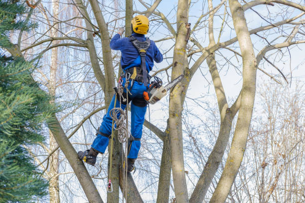 Professional Tree Care in Leon Valley, TX