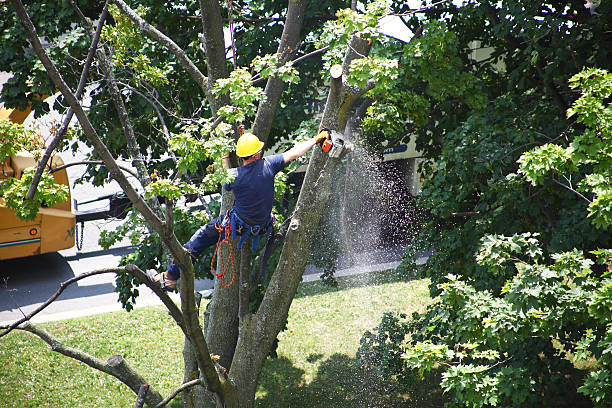 Best Firewood Processing and Delivery  in Leon Valley, TX