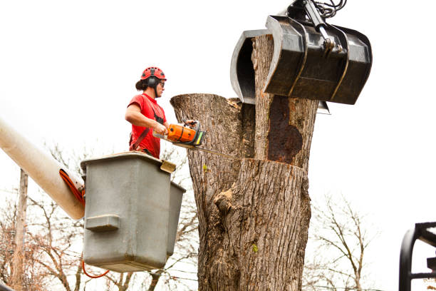 Best Stump Grinding and Removal  in Leon Valley, TX