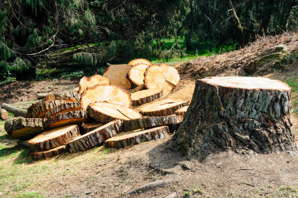 Best Tree Health Inspection  in Leon Valley, TX